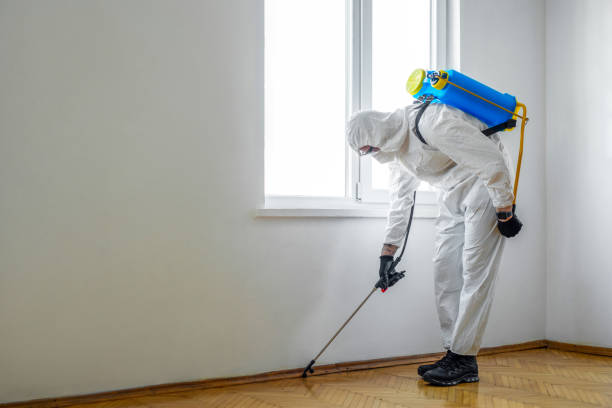 Best Wasp Removal Services  in Wescosville, PA